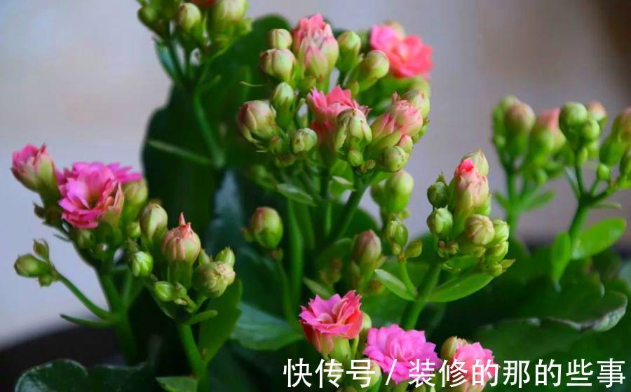 白斑|长寿花常见的问题汇总，只需要简单几步，就能养好