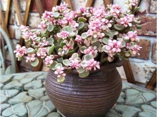 金枝玉叶|3种能成传家宝的花，越养越值钱，养几年给多少钱都不卖