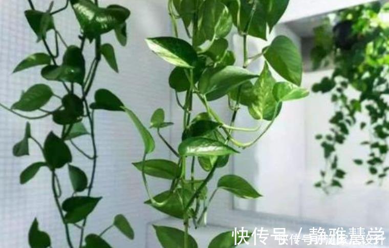 绿萝黄叶不用怕，做好“2补1遮”，快速恢复生机，叶子大又绿！