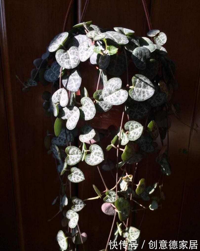 枝条|很耐阴的多肉，爱之蔓在秋天养，到底晒好还是不晒好