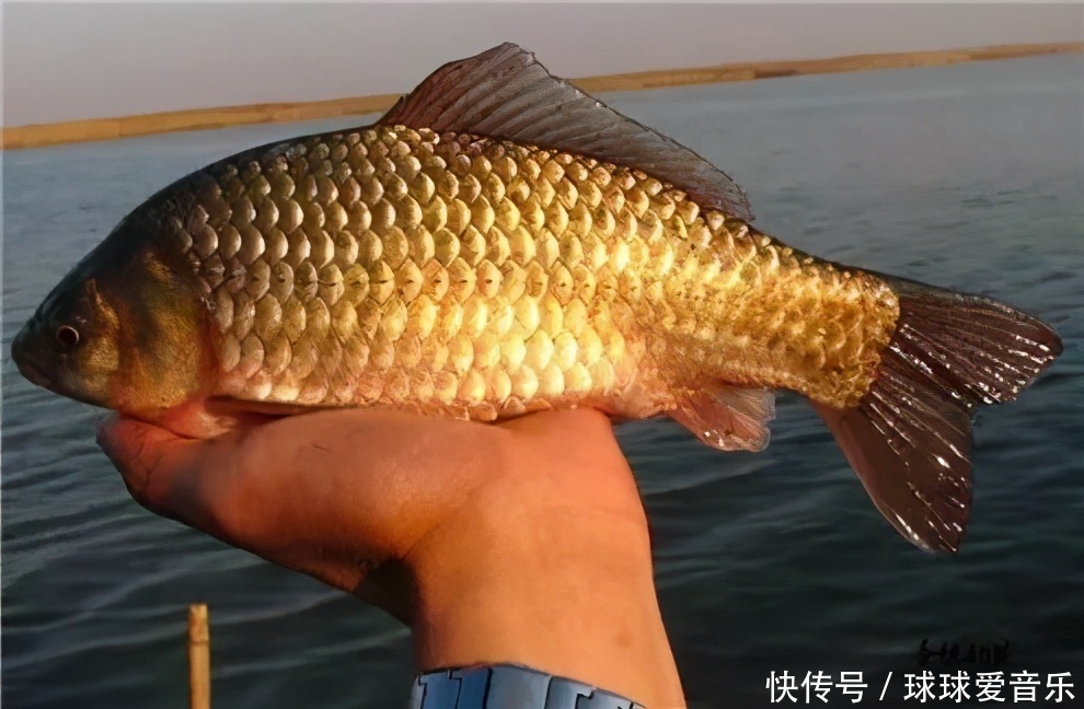 春钓不上鱼，除了温度变化无常，这五个误区，也功不可没