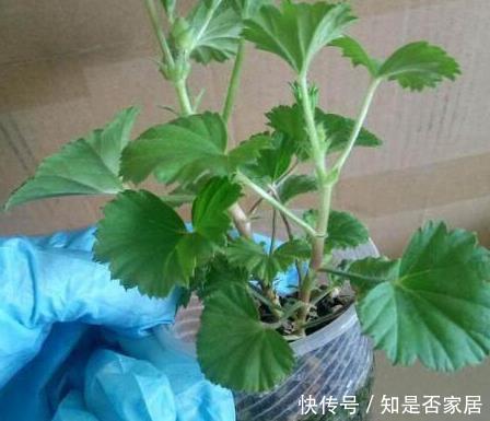 天竺葵|这花花期长又漂亮，一个扦插小窍门，十天生根，轻松爆盆开成花球