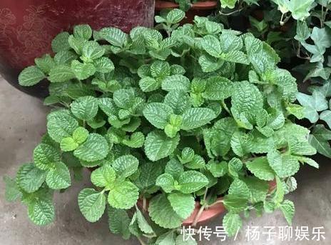 舒适|卫生间''除异味''大招放置3种绿植除臭,居家环境更舒适