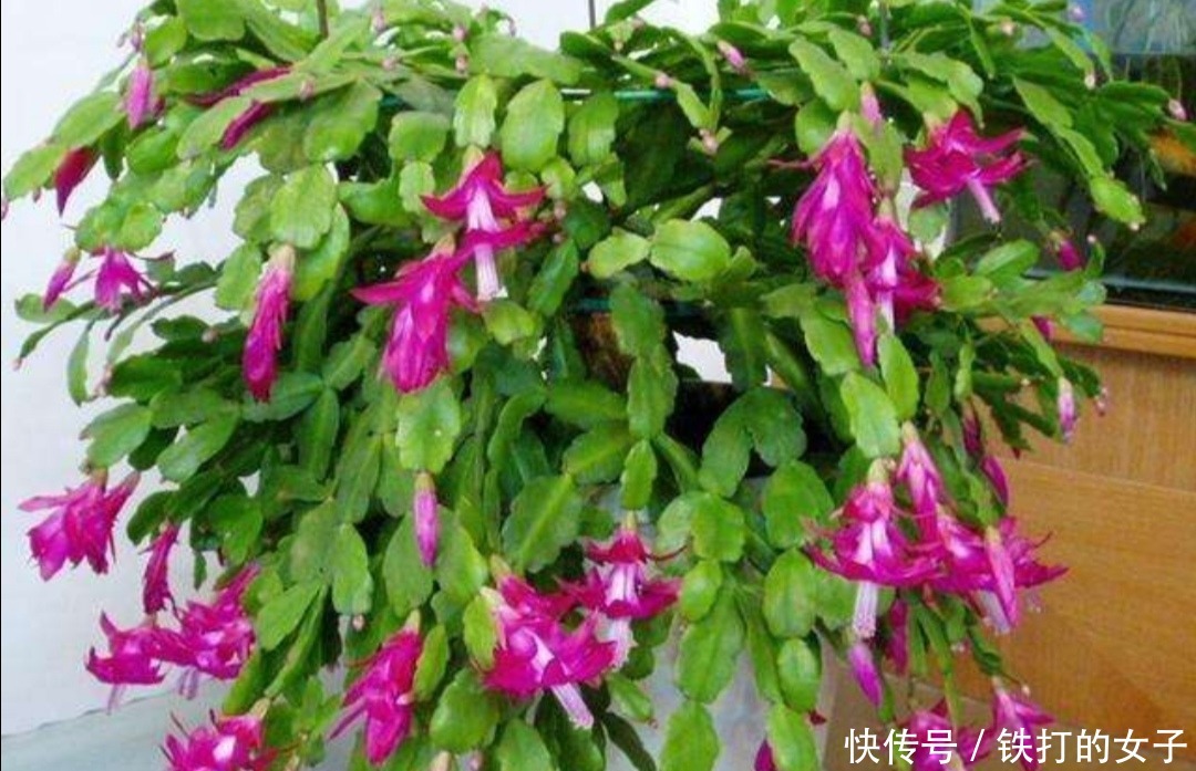 这3种花很便宜,几块钱就能买到,开花漂亮、花期又长