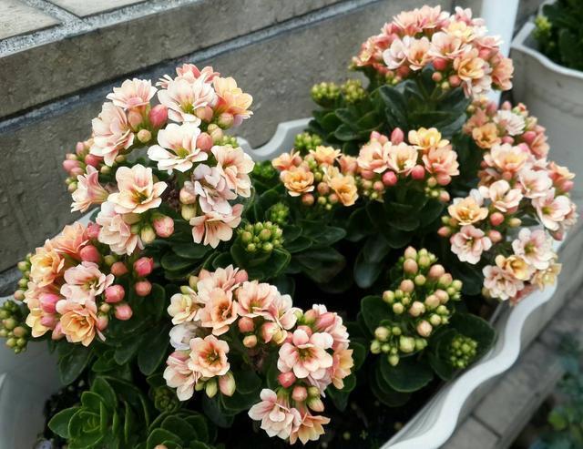 长势|长寿花长得好,这5点最“关键”,根须嫩白,开花一茬茬!