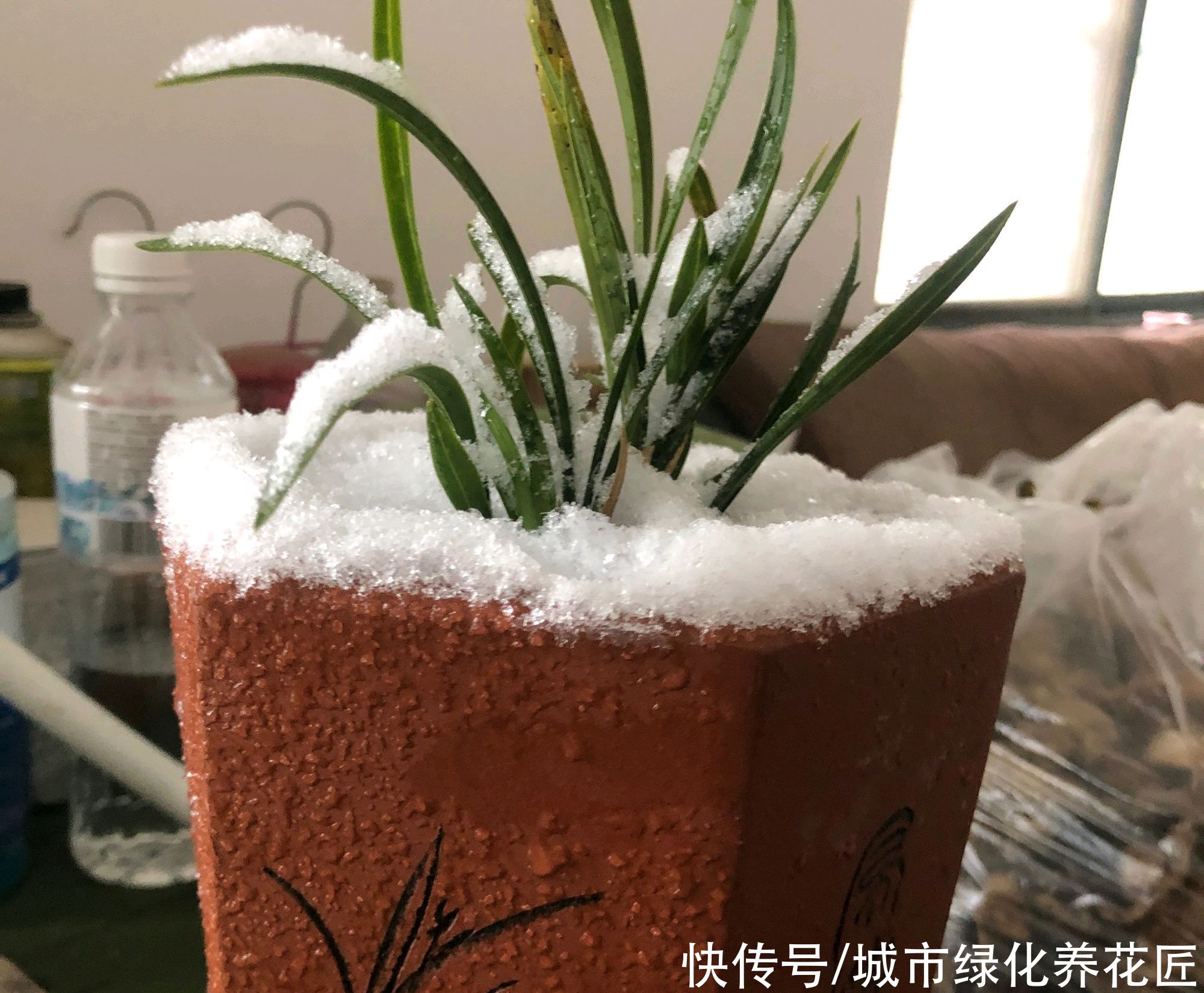 把兰花放到外面做“雪浴”，冻不死，还能杀虫卵，来年使劲长新芽