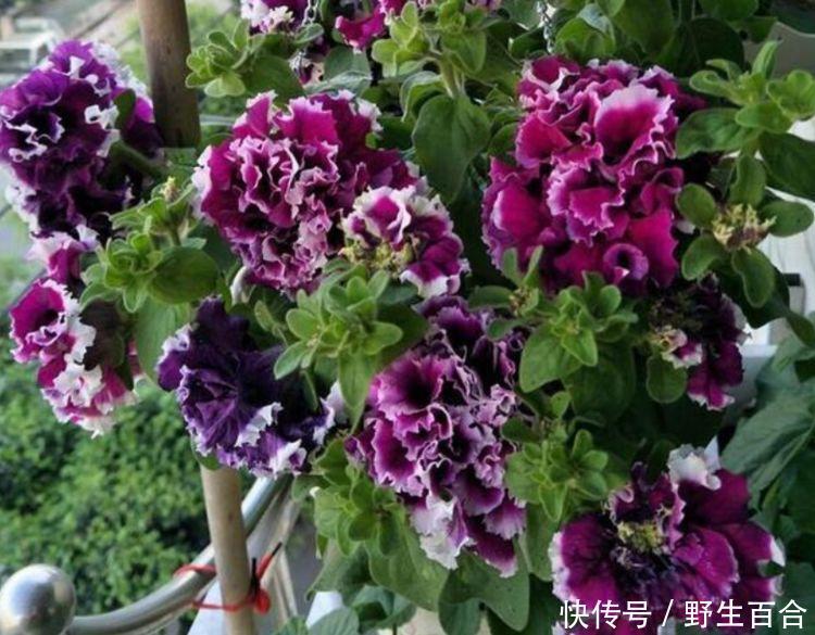 花朵美得倾国倾城,绚丽多彩,花团锦簇,比牡丹还美