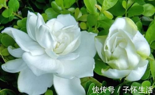 4种漂亮花,花朵大、花期长,一年四季开花不断,一开就是300多天