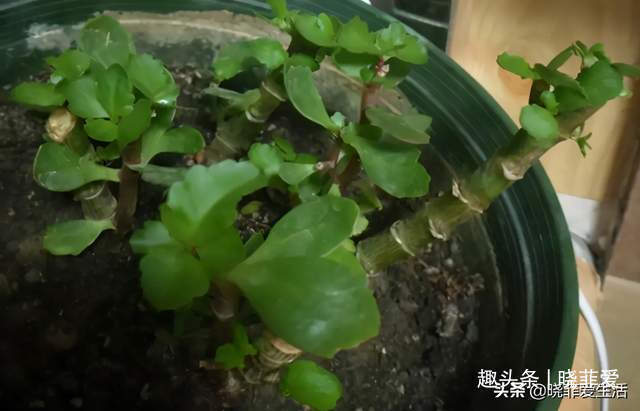 病虫害|长寿花什么时候修剪三种情况赶紧剪，越剪越旺盛，开成大花球