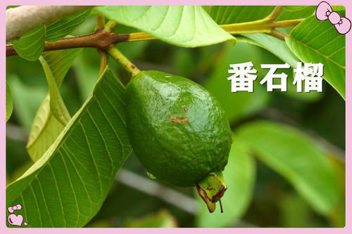 果子|小时候常吃的12种“野果子”,现在很少见了,吃过的年龄不小了