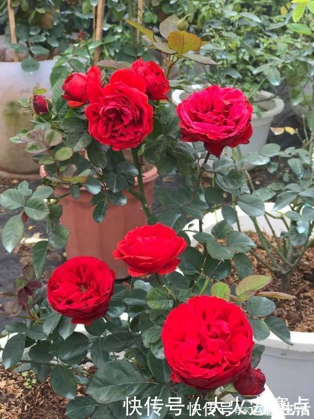 25款勤花又好养的月季品种推荐。新手一定要来一颗，盆栽地栽都行
