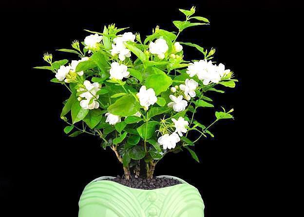 养茉莉花,用什么“土”最合适,特别是新手,这一点一定要注意