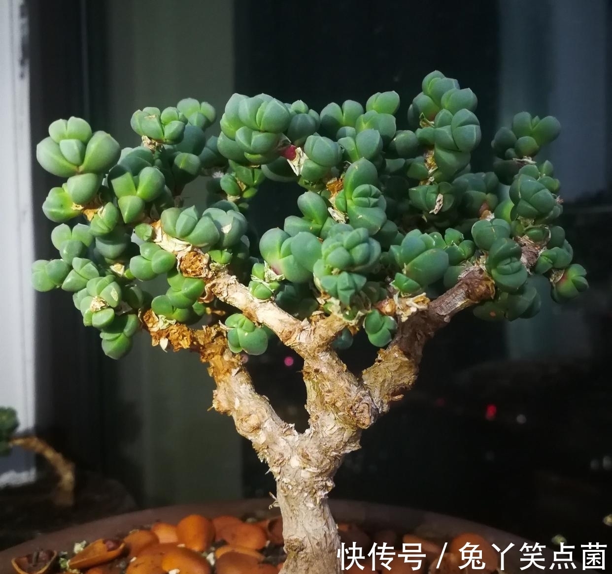 红宝石|这3种多肉养护的花友不少,能养成直立桩的却不多,真是太美了