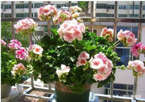 家中养花就养这四种花,赏心悦目还吉利,屋子更是飘满花香