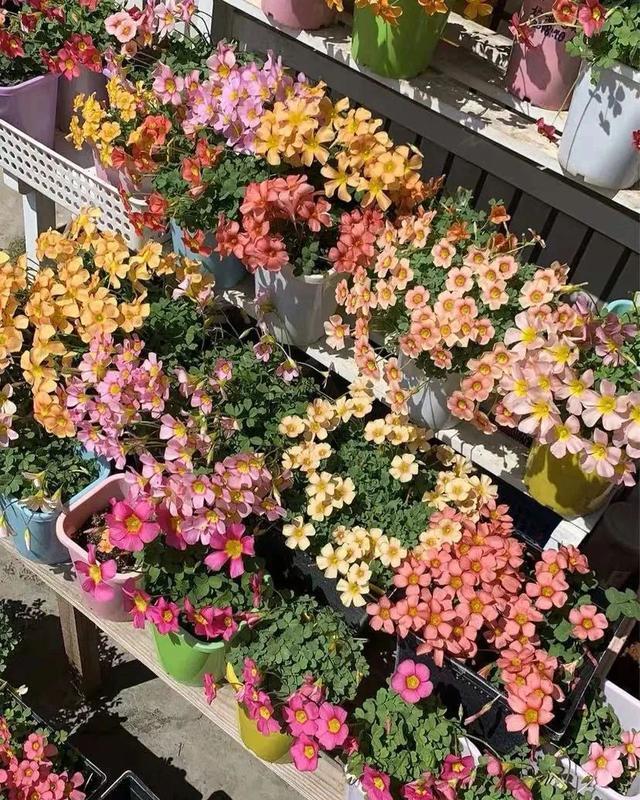 6种便宜花,好养又容易爆盆,春天养几盆,开花多到爆,漂亮极了