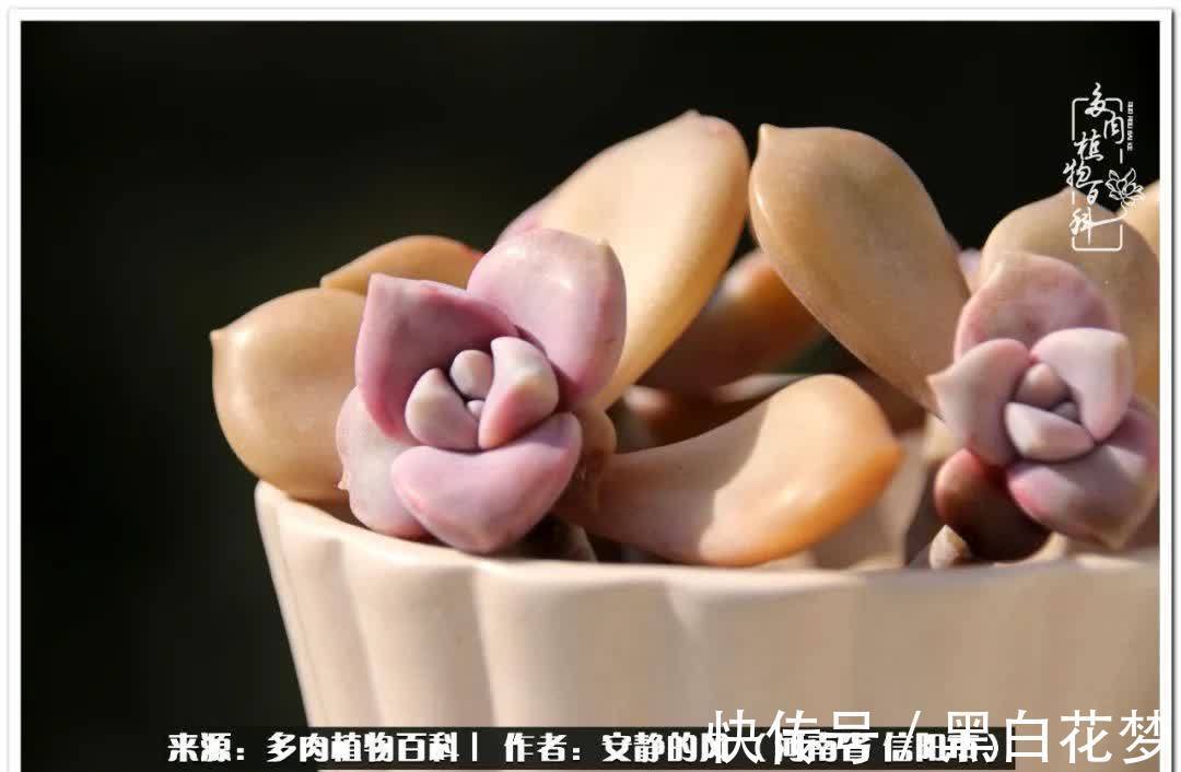 阳台多肉党的幸福生活!