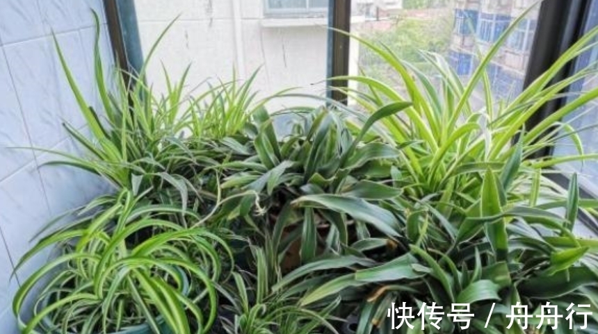 淘米水、牛奶、果皮等“废料”可以当花肥,但是养花大神很少用