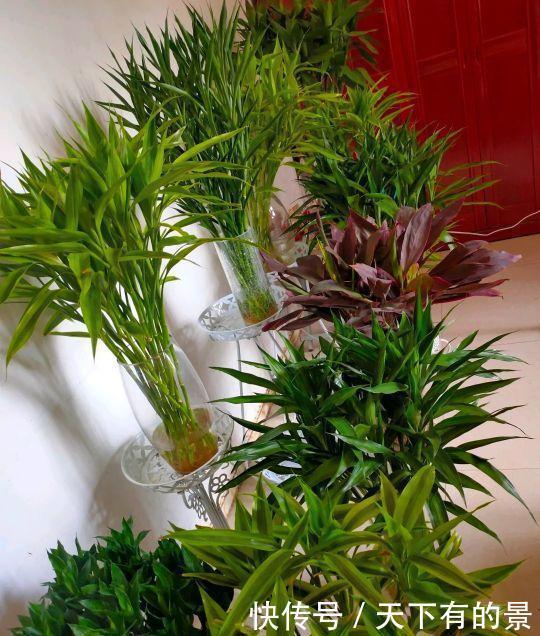 攻略|富贵竹冬季的“养护攻略”请收下,不烂根不黄叶,贵气十足
