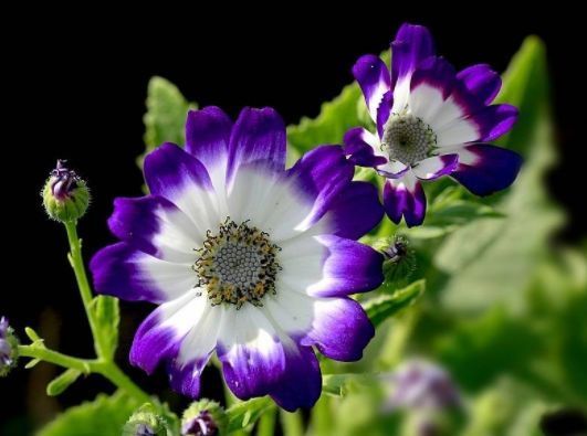 开花最香的4种花,家里养一盆,花开不断,还能旺财!