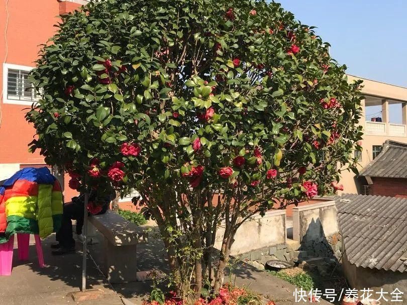 16种特长寿的植物，养十年以上，那都算年轻