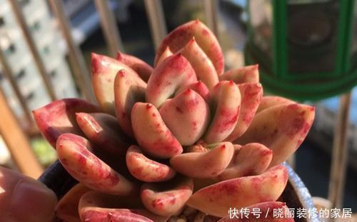 四季|养多肉几天浇一次水?了解掌握几个要点,四季肥嘟嘟美美哒!