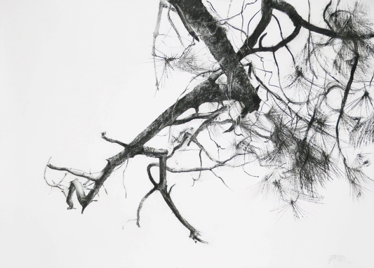 素描&唯美写实的素描,西班牙艺术家Miguel Angel Oyarbid笔下的树