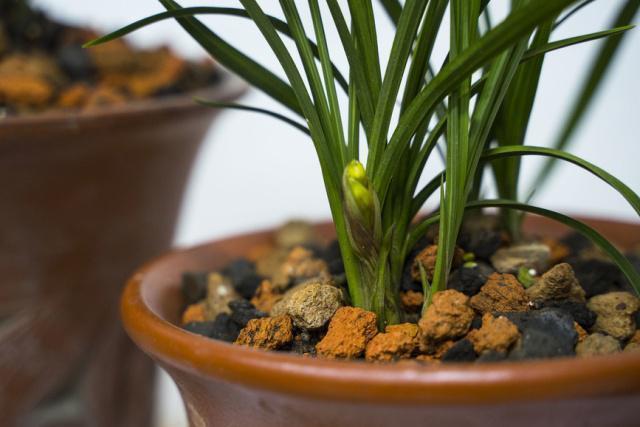 养兰花,浇水是关键,学会这“3招”,不烂根、不黄叶,轻松爆盆