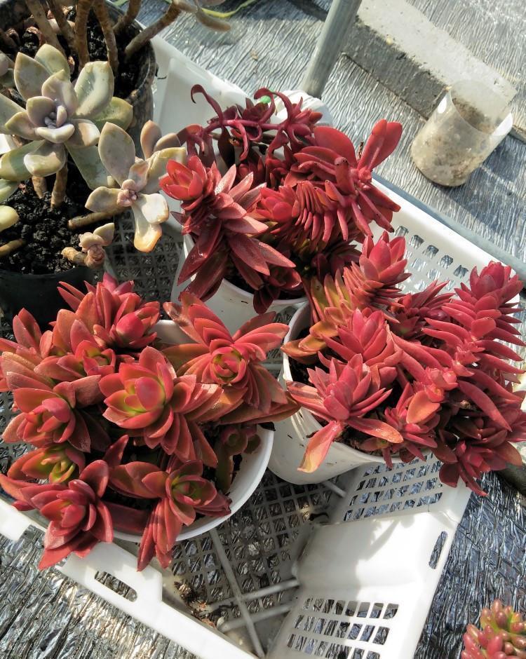 红红火火的火祭,今年就选它了,怎么才能养好呢?