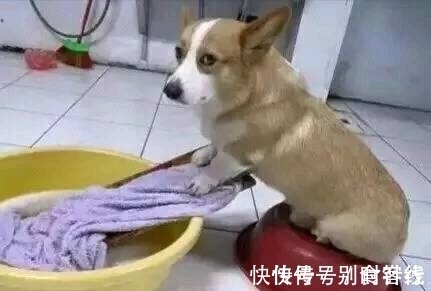 |搞笑图片幽默段子笑话:这狗狗还真乖,家务活都包了,我也想养