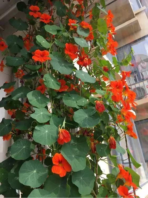 日照|“识货人”都养4种花,打理简单,花期长,开花超漂亮