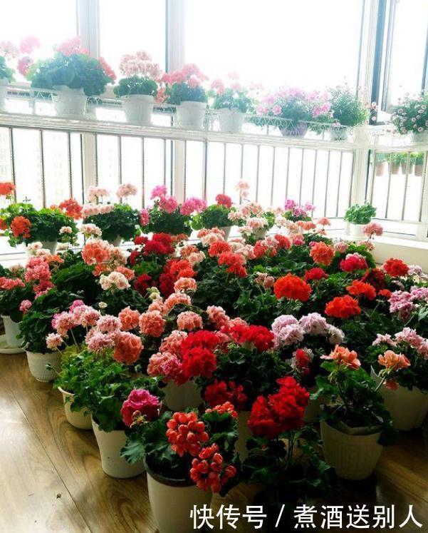 4种香水花,开花漂亮、花期长,浇水就疯长,开花爆盆很容易