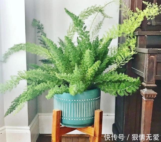 文竹、武竹和松叶武竹三“兄弟”,颜值高,哪种养护难度高!