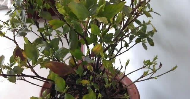 花卉|4种“陷阱”花，不适合新手，花店遇到要避开，别白花买花钱