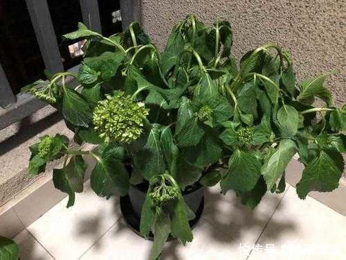 啤酒水|夏天浇花要注意,3种水扔了也别浇花,不然黄叶烂根,难过夏