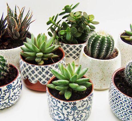 肉友不知道的多肉小苗养护方法