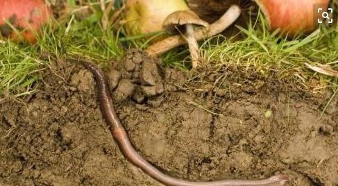 千万注意在花盆里面放蚯蚓，蚯蚓真的能松土嘛，后悔了解太晚