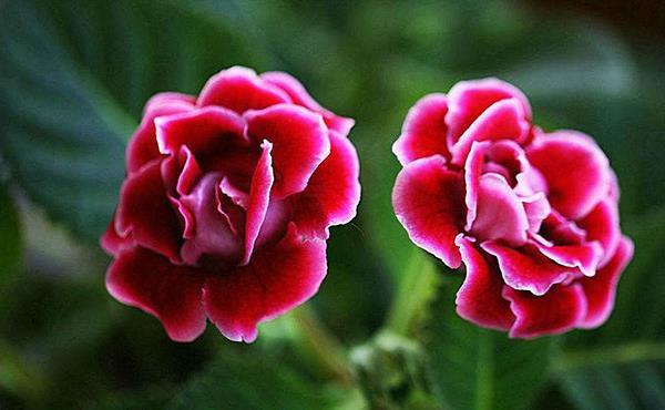 这些花不用太多光,放在家里的阴处养,开花大朵真漂亮