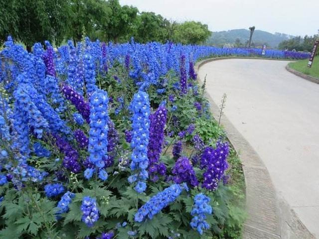 漂亮的花都有毒,这几种花不建议大家养,也不建议大家碰