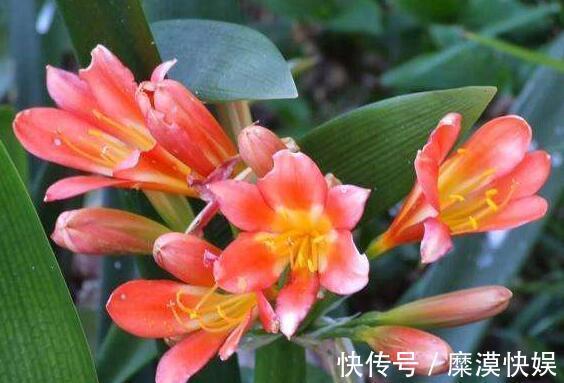 蝴蝶兰|4种公认难养的花,稍有不慎,白忙一场,只剩盆,坑!