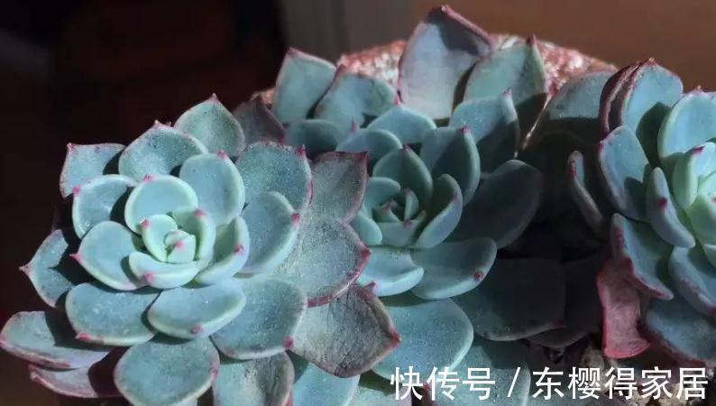 多肉|浇水是个难点,没有摸清这些要求,多肉烂根黄叶、没精神