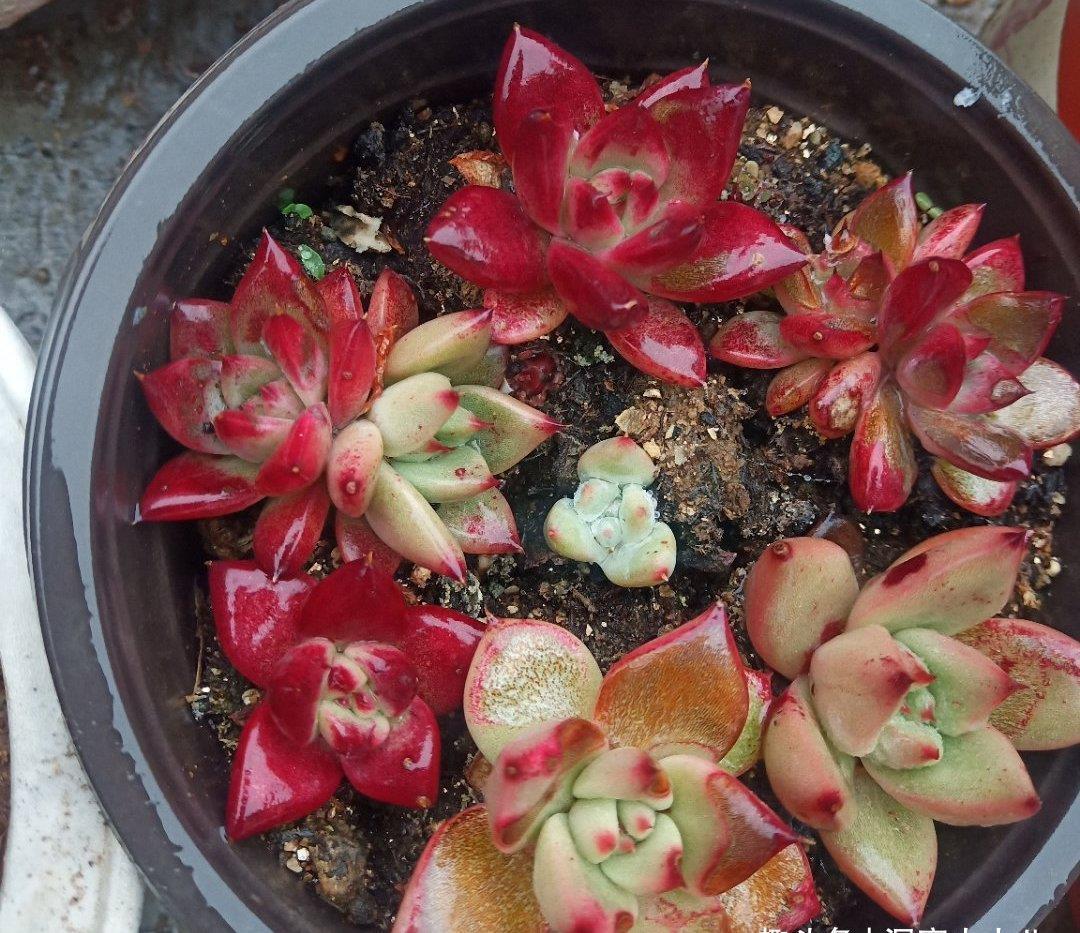 多肉淋雨有益处,做好“三攻略”,遇水疯长,梅雨季节也不糟心