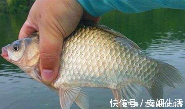 钓大板鲫饵料配方,便宜且简单,关键还是效果好,适合秋季使用!