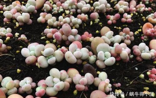 喜欢多肉怎能不叶插?趁着春天行动以来,一盆变多盆还有乐趣!