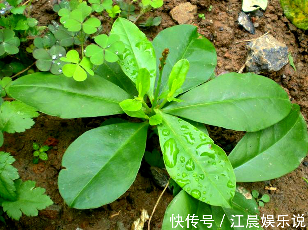 人参三七|山里的一种野草，人称“人参三七”，农民用来煮面条吃，农村也少