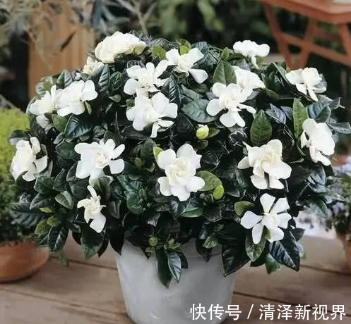 修剪|栀子花不开花做好3点,开花多得停不下来,拦都拦不住,爆满盆