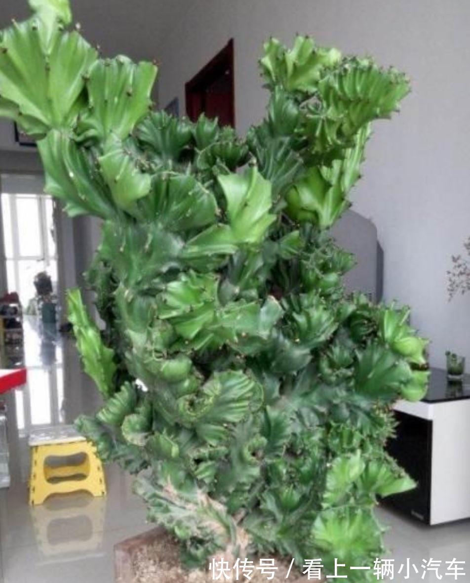 3种耐旱花,长得高大,美观大方,还能招财镇宅!