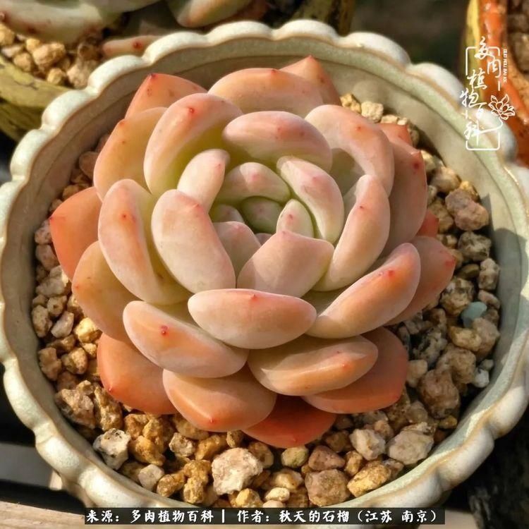 渡劫归来的肉肉,谁是谁的前世,谁又成了谁的今生