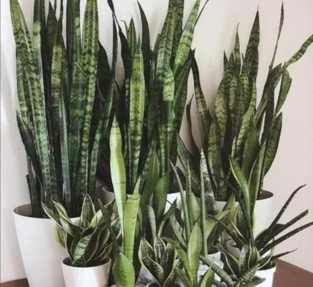 施肥|让虎皮兰多长新芽,4个养护要点不能忽视,不然长期不长新叶