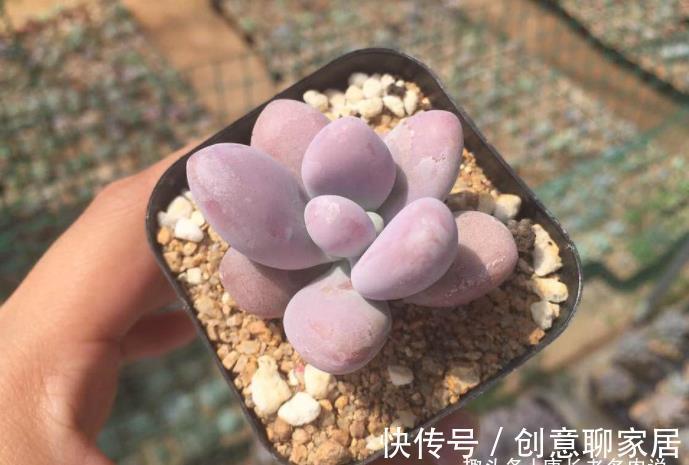 桃蛋|多肉桃蛋真有两种?是的,还有一种粉更厚颜色更紫,它又叫桃精灵