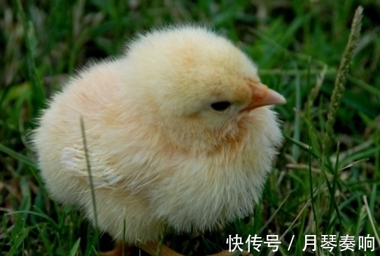 |2首千年前的幽默诗词,机智过人,文采过人,让人津津乐道